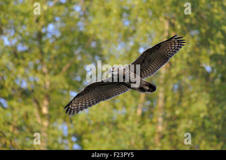 Wild maestoso Nord del Gufo Reale / Europaeischer Uhu ( Bubo bubo ) vola alto sopra le nostre teste. Foto Stock