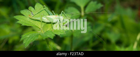 Rovere meridionale bush cricket (Meconema meridionale), femmina, Meclemburgo-Pomerania Occidentale, Germania Foto Stock