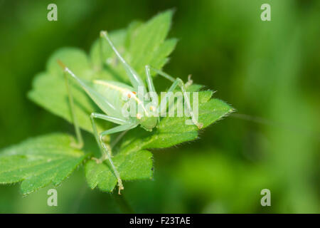 Rovere meridionale bush cricket (Meconema meridionale), femmina, Meclemburgo-Pomerania Occidentale, Germania Foto Stock