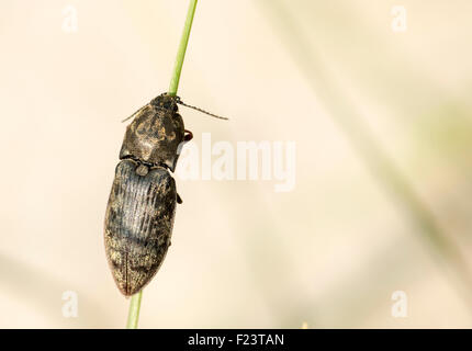 Fare clic su a scacchi Beetle (Prosternon tessellatum), dorsale vista in pianta di una levetta, Fischland-Darß-Zingst, Mar Baltico Foto Stock