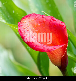 Arancio-rosso fiore di una calla o arum lily (Zantedeschia), Nord Reno-Westfalia, Germania Foto Stock