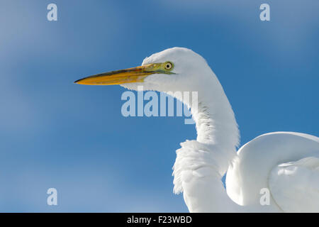 Airone bianco maggiore (Casmerodius Albus, Egretta alba), il parco nazionale delle Everglades, Anhinga Trail, Florida, Stati Uniti d'America Foto Stock