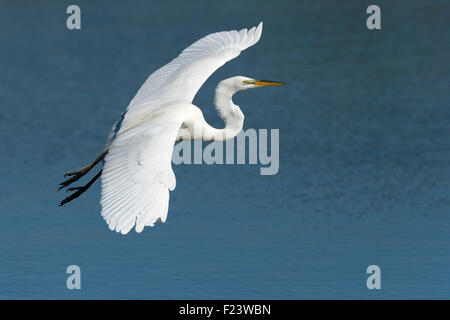 Airone bianco maggiore (Casmerodius Albus, Egretta alba) in volo, Everglades National Park, Anhinga Trail, Florida, Stati Uniti d'America Foto Stock