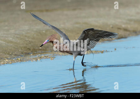 Reddish Garzetta (Egretta rufescens), rovistando nell'acqua, Sanibel, Florida, Stati Uniti d'America Foto Stock