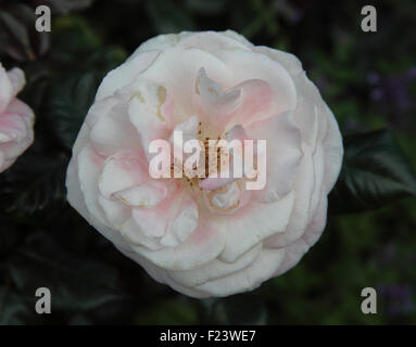 Rosa "Inglese" Miss Rose close up di fiore Foto Stock