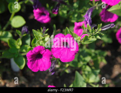 Petunia integrifolia close up of flower Foto Stock