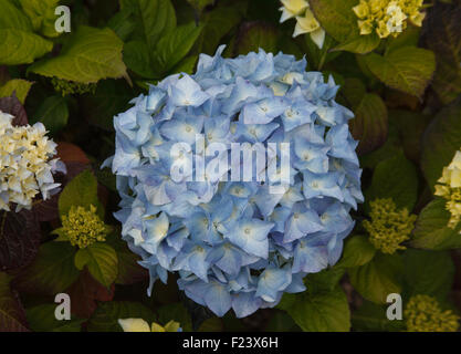 Hydrangea macrophylla 'Blue Bonnet " close up di fiore Foto Stock