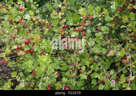 Ribes uva-crispa "Hino Maki' uva spina Frutti sulla boccola Foto Stock