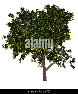 Mango, Mangifera indica, albero isolato in sfondo bianco - 3D render Foto Stock