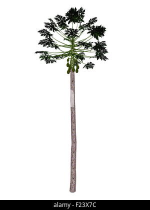 Papaia, Carica papaya, albero isolato in sfondo bianco - 3D render Foto Stock