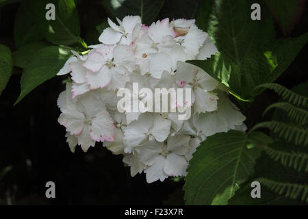 Hydrangea macrophylla 'amore Ti bacio' close up di fiore Foto Stock