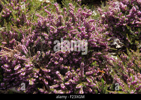 Erica x darleyensis 'Jack H Brummage' vicino di fiori Foto Stock