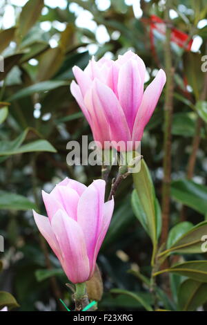 × Magnolia soulangeana o noto come piattino magnolia Foto Stock