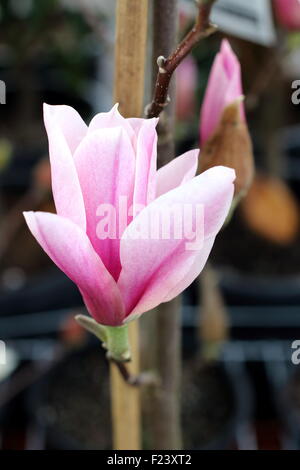 × Magnolia soulangeana o noto come piattino magnolia Foto Stock