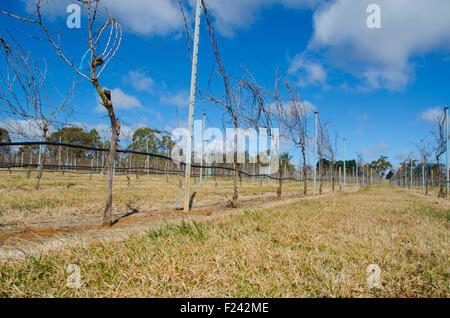 Il Pinot Gris vino i vitigni crescente sul filo traliccio vicino Berrima nel Southern Highlands area del NSW Australia Foto Stock