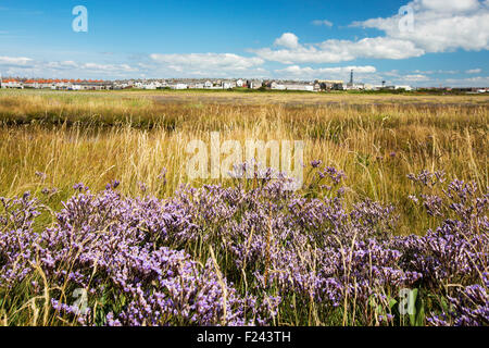 Mare Lavanda, Limonium latifolium fioritura su saltmarsh su Walney Island, Cumbria, Regno Unito. Foto Stock