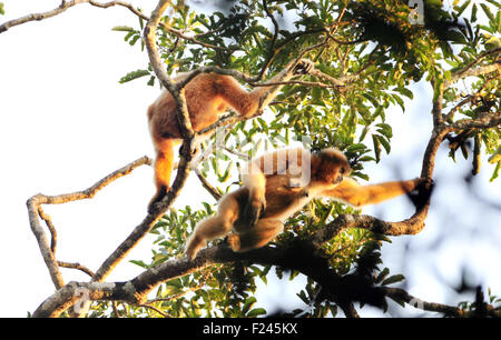 Haikou, Bawangling della Cina del sud della provincia di Hainan. Undicesimo Sep, 2015. Due adulti Hainan gibbons o Nomascus Hainanus, spostare su un albero in una riserva naturale in Bawangling del sud della Cina di Hainan Provincia, Sett. 11, 2015. La Hainan gibbone è uno dei meno in numero di tutti gli attuali primati e vivono solo nelle selvagge foreste pluviali tropicali in provincia di Hainan. Secondo l'osservazione, meno di 25 Hainan gibbons live nella Bawangling riserva naturale. Credito: Yang Guanyu/Xinhua/Alamy Live News Foto Stock