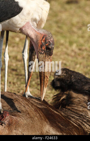 Due marabou cicogne alimentazione su un gnu carcassa in Masai Mara, Kenya, Africa orientale Foto Stock