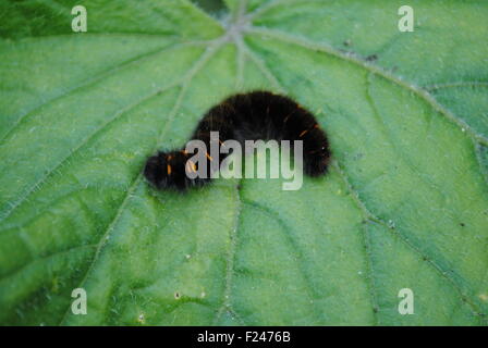 Una volpe Moth caterpillar spuntini su una foglia di cetriolo Foto Stock