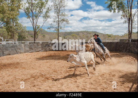 L uomo e il bestiame durante la campdraft, che si svolge alla fine di luglio a Eureka Creek Rodeo, Queensland del Nord, Australia Foto Stock