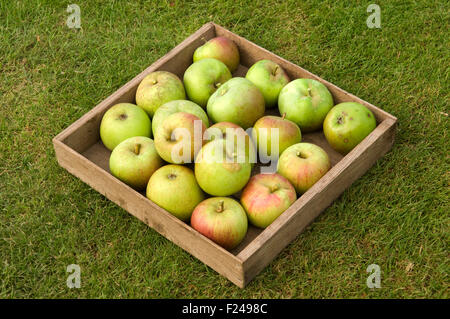 Mele Pippin di Cox's Orange appena raccolte. Foto Stock