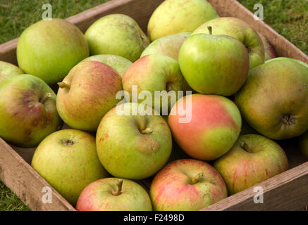 Mele Pippin di Cox's Orange appena raccolte. Foto Stock