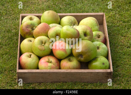 Mele Pippin di Cox's Orange appena raccolte. Foto Stock