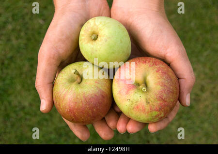 Mele Pippin di Cox's Orange appena raccolte. Foto Stock