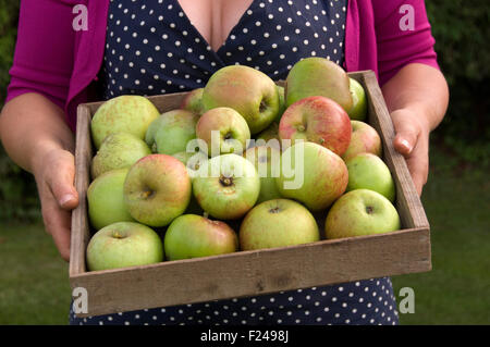 Mele Pippin di Cox's Orange appena raccolte. Foto Stock