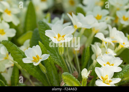 Primula comune, inglese primrose, Stängellose Schlüsselblume, Primel, Priemel, Primula vulgaris, Primula acaulis Foto Stock