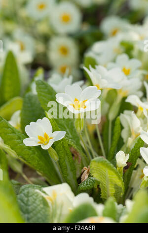 Primula comune, inglese primrose, Stängellose Schlüsselblume, Primel, Priemel, Primula vulgaris, Primula acaulis Foto Stock
