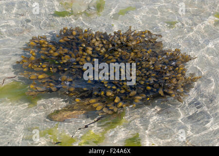 A SPIRALE, wrack wrack piana, Jelly sacchetti, spiralato, Wrack Spiraltang, Schraubentang, Drehtang, Spiral-Tang, Fucus spiralis Foto Stock