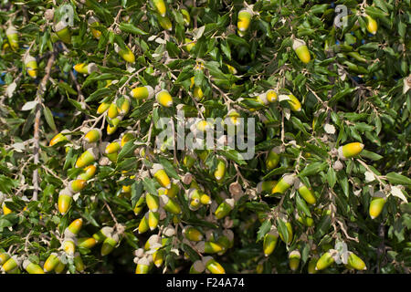 Leccio, holly querce, lecci, querce, frutta, acorn, ghiande Steineiche, Stein-Eiche, Früchte, Frucht, Eicheln, Quercus ilex Foto Stock