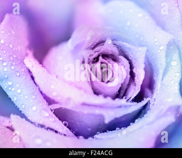 Сold winter rose, viola astratto sfondo floreale, delicato fiore con gocce di rugiada su petali, romantico biglietto di auguri Foto Stock