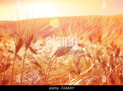 Golden mature campo di grano sul tramonto bellissimo paesaggio rurale, la bellezza della natura in autunno, stagione di raccolto Foto Stock