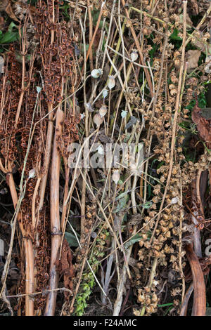 Morto essiccato gli steli dei fiori che sono andati alle sementi in autunno Foto Stock