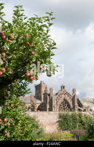 Apple 'sanguinosa Plowmans' sull'albero in giardini Priorwood frutteto con St Marys Abbey in background, Melrose, Scozia Foto Stock