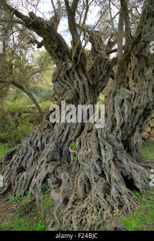 Israele, Shephelah, l'albero di oliva antico di scommessa Gemel Foto Stock