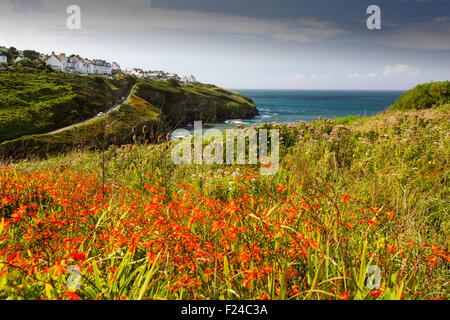 Montbrecia, un giardino escape, fioritura nel selvaggio a port Gaverne su Cornwall costa a nord, Regno Unito. Foto Stock