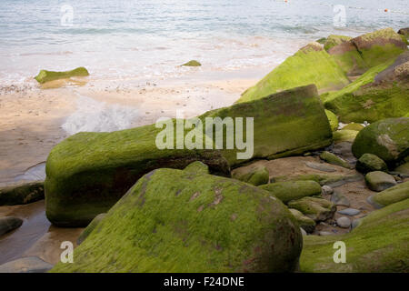 Foto di Moss su roccia in spagnolo spiaggia Foto Stock