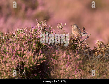 Voce maschile Dartford trillo (Sylvia undata) in armonia con lo sfondo della fioritura nella tarda estate heather perfettamente Foto Stock