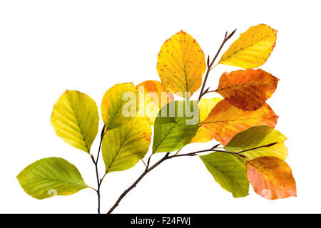 Ramoscelli con foglie colorate di un bosco di faggi, studio isolato su bianco puro Foto Stock