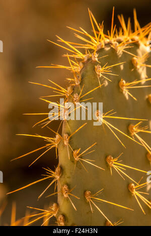 Backlit Ficodindia cactus trovata nei pressi di Palm Springs, California, Stati Uniti d'America Foto Stock