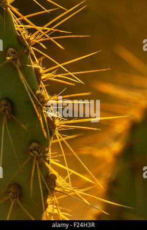 Backlit Ficodindia cactus trovata nei pressi di Palm Springs, California, Stati Uniti d'America Foto Stock