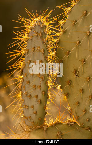Backlit Ficodindia cactus trovata nei pressi di Palm Springs, California, Stati Uniti d'America Foto Stock