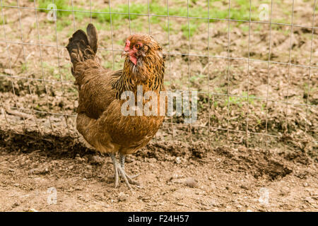 Ameraucana gallina camminate free-range in un grande recinto vicino Issaquah, Washington, Stati Uniti d'America Foto Stock