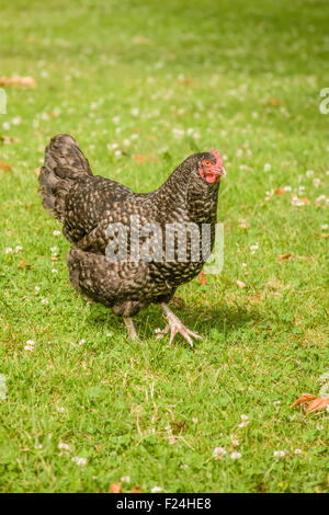 Free-range Maran hen camminate free-range in un cantiere di Issaquah, Washington, Stati Uniti d'America Foto Stock