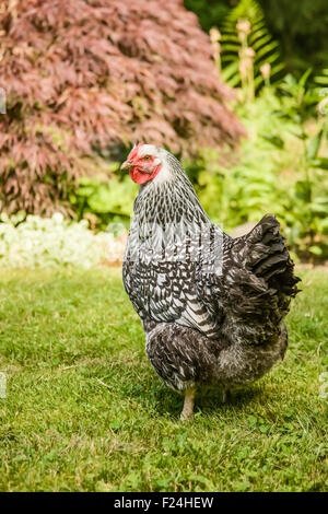 Free-range-argento Wyandotte cucita a piedi di pollo in un cantiere di Issaquah, Washington, Stati Uniti d'America Foto Stock