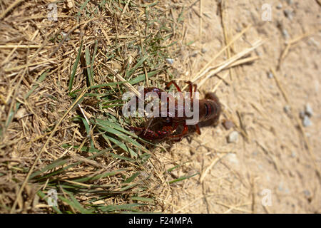 Gamberi di fiume in terra asciutta Foto Stock