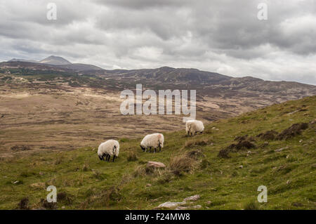 Pecore al pascolo sulle montagne delle Highland attorno a Loch Lomond Scozia in un giorno nuvoloso Foto Stock